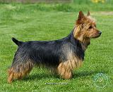 Australian Terrier 9R044D-14